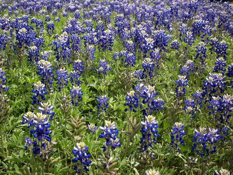 Wildflower Wonderland