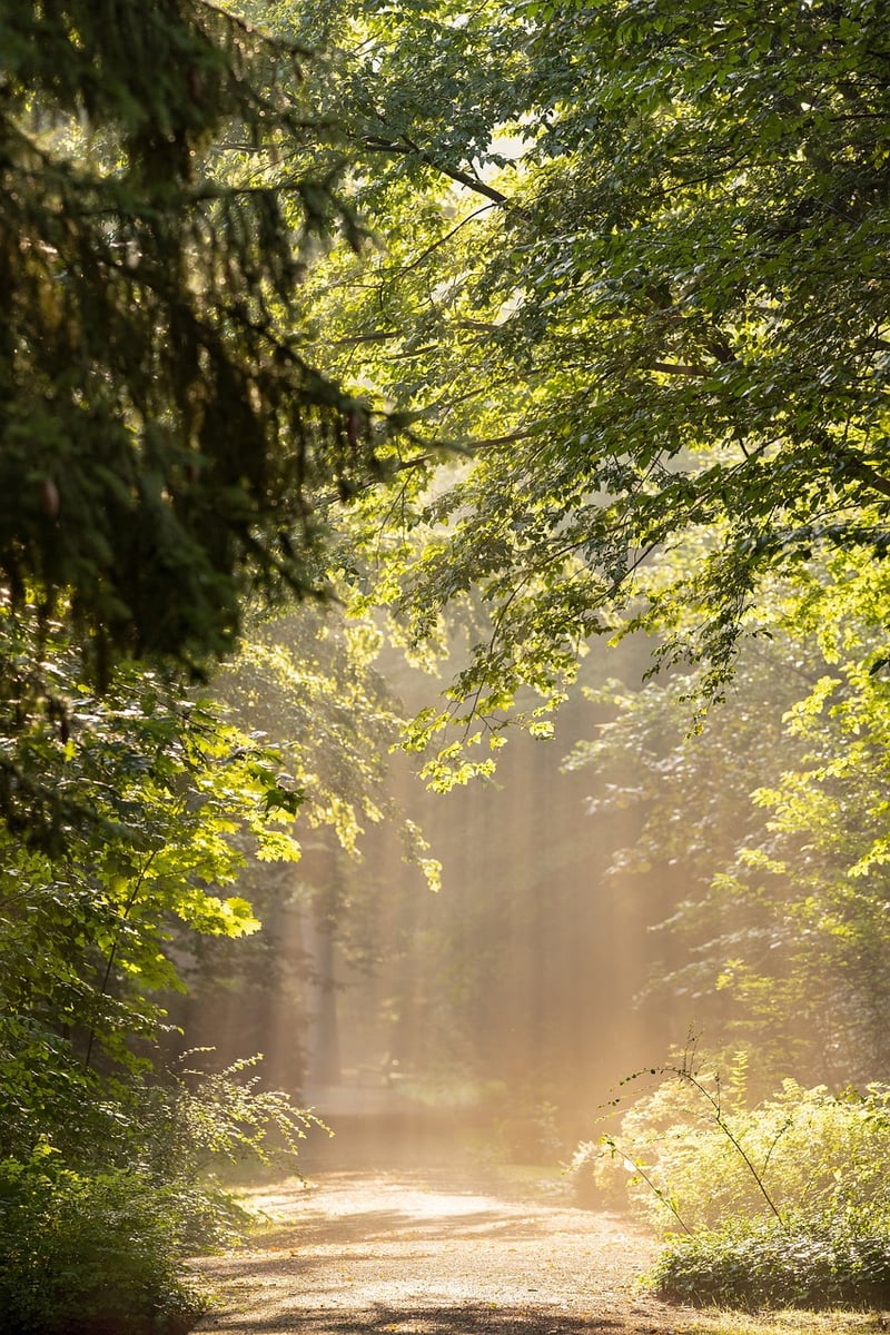 Forest Path