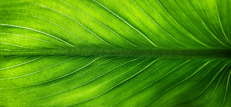 Green home