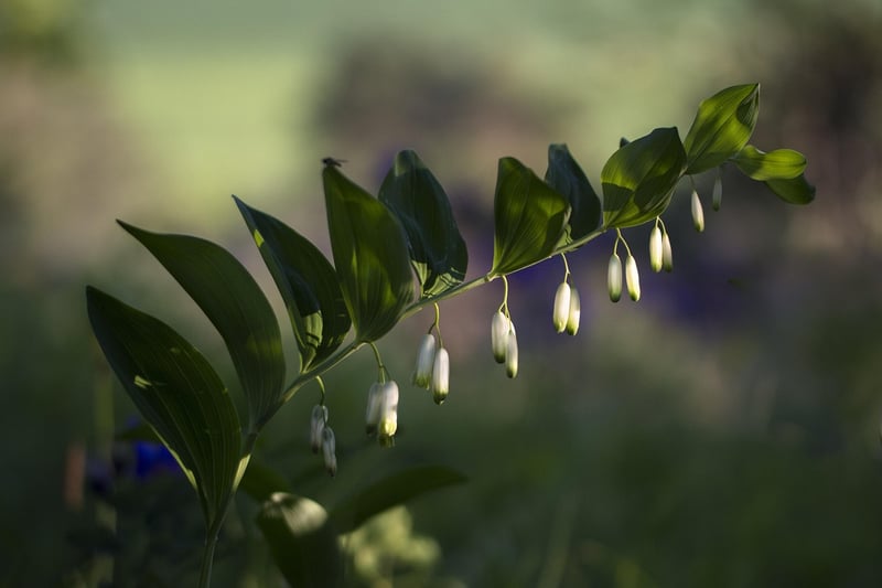 Wildflower Diversity